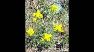ПАТРИНИЯ  (PATRINIA)  сем. Валериановые