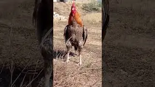 Aseel murgha lover // Yasir birds vlog #shorts