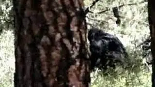 The Hoffman Footage ENHANCED VERSION Bigfoot, Sasquatch, Yeti