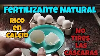 3 Formas de aportar Calcio a tus plantas con cáscaras de Huevo. 