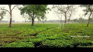 Sprinkler Irrigation System in Tea Garden | 360&deg; Rotation Garden Sprinklers | Relaxing Sounds