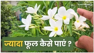 Plumeria / Champa Flower Plant Se Zyada Phool Kaise Paye 🌼 | Flowering Tips