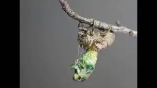 Cicada Molt