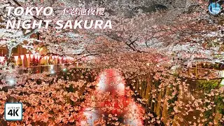 Night Sakura Blossoms | Tokyo Ueno Park | Shinobazu Pond | 100 Landscapes of Japan | 4K HD 60fps