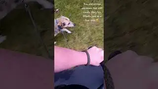 Dog bike ride #pets #music #country #dog #animals #cute #funny #trending #bike #cycling #wildlife