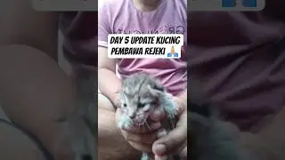 Day 5 UPDATE KUCING PEMBAWA REJEKI 🙏🏼😸 #catlovers #cat #kitten #anabul #sppg