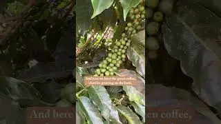Have you ever seen a coffee tree before?