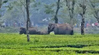 Man dies of heart attack while visiting elephants