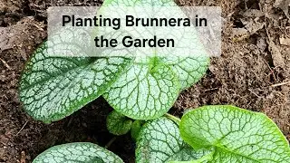 Planting Brunnera. A beautiful perennial for the shade garden. GA/Zone 8a.