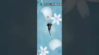 Zen Koi Comparison