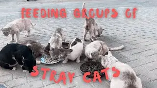Feeding groups of stray cats