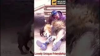 Love is all that matters | Lion Vs Man Vs Dog #wildlifewonderland