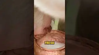 Village Coconut Soap Making #shorts