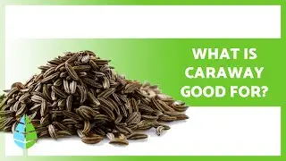 BENEFITS of Caraway ✅ (Properties, How to Take it and Contraindications)