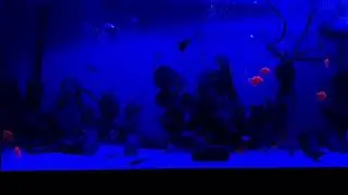 Noche de paz. Entre peces.