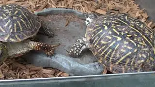 Feeding My Ornate Box Turtles