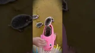 Why are so many hedgehogs running out of children's shoes#Short #Officer Rabbit #angel