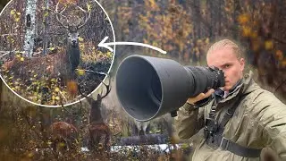 They are EVERYWHERE! POV Wildlife Photography using Sony A7III