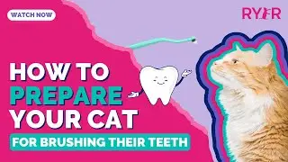 How To Prepare Your Cat To Actually ENJOY Getting Their Teeth Brushed!