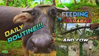 Feeding Carabao and Cow in the Philippines, daily routine.