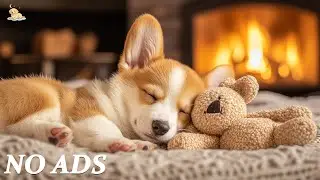 Dog Music 🐶 Relaxing Music for Dogs with Separation Stress | Calming Music for Anxiety Relief