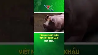 Việt Nam nhập khẩu thịt lợn đ&ocirc;ng lạnh hơn 100% | Th&aacute;i Nguy&ecirc;n TV
