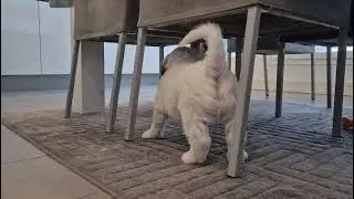 Mila - Tauski puppies 7 weeks old (25th Jan 2026)