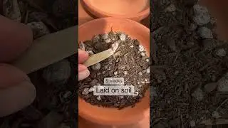 Succulent Tips | Which succulent leaf propagation method works best?