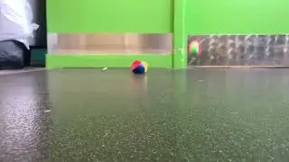 Ball Drop Experiment!