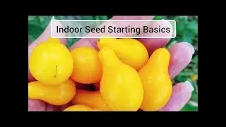 LIVE CHAT: Indoor Seed Starting Basics