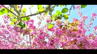 Candleberry Inn of Cape Cod in Early May -- Brewster in Bloom Weekend