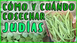 CUANDO COSECHAR JUDIAS VERDES | C&oacute;mo recoger jud&iacute;as