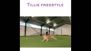 Freestyle training with Tillie, aug -21