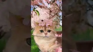 Spring Vibes with the Fluffiest Cat #cuteanimals #cute #cat