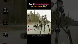 Top 5 Funniest Animal vs Reporter Moments Caught on Camera! 🤣🎤 Must Watch!