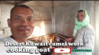Desert Kuwait camel work people life 