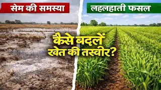 सेम की समस्या का फ्री समाधान. Free Solution for Saline Waterlogging. बंजर खेत फिर होंगे उपजाऊ.