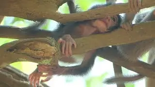 Very pity baby stary and so sad to see newborn Stary nearly fall down - Stacy not much care her baby