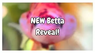 NEW Betta Fish Reveal! My First Veiltail