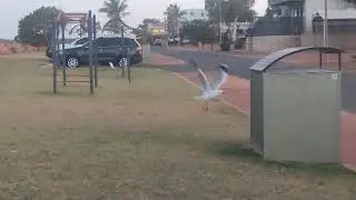 Sea Gull Bird in Beach//Onslow//Western Australia