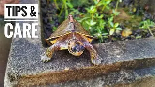 Care of Turtle in Winter (Indian roofed turtle) Full detail video in hindi
