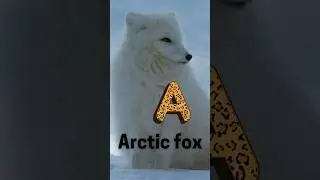 polar animals