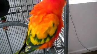 sun conure potty training