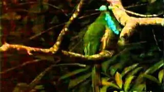Blue-bearded Bee-eater (Nyctyornis athertoni)