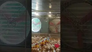Ec Poultry Farm#Poultry exhaust Fan