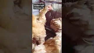 Golden buff chickens