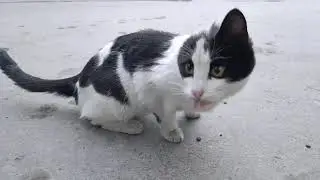 Feeding a One-Eared Street Cat 🐾