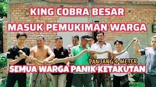 WARGA PANIK ! KEMUNCULAN KING COBRA BESAR MASUK PEMUKIMAN