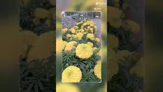 game geeks,#vairal# video #shorys video,,