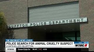 Bluffton Police looking for who shot two cats